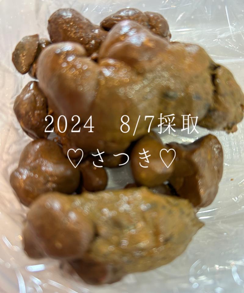 出品者名-写真-1