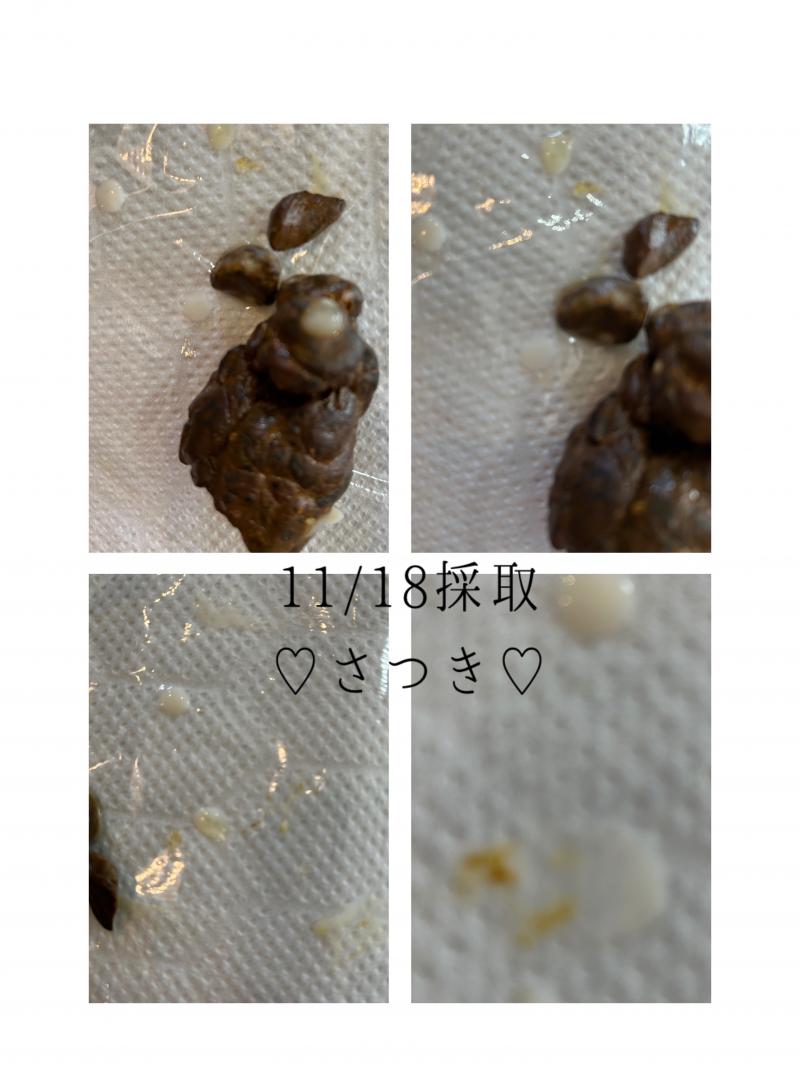 出品者名-写真-1