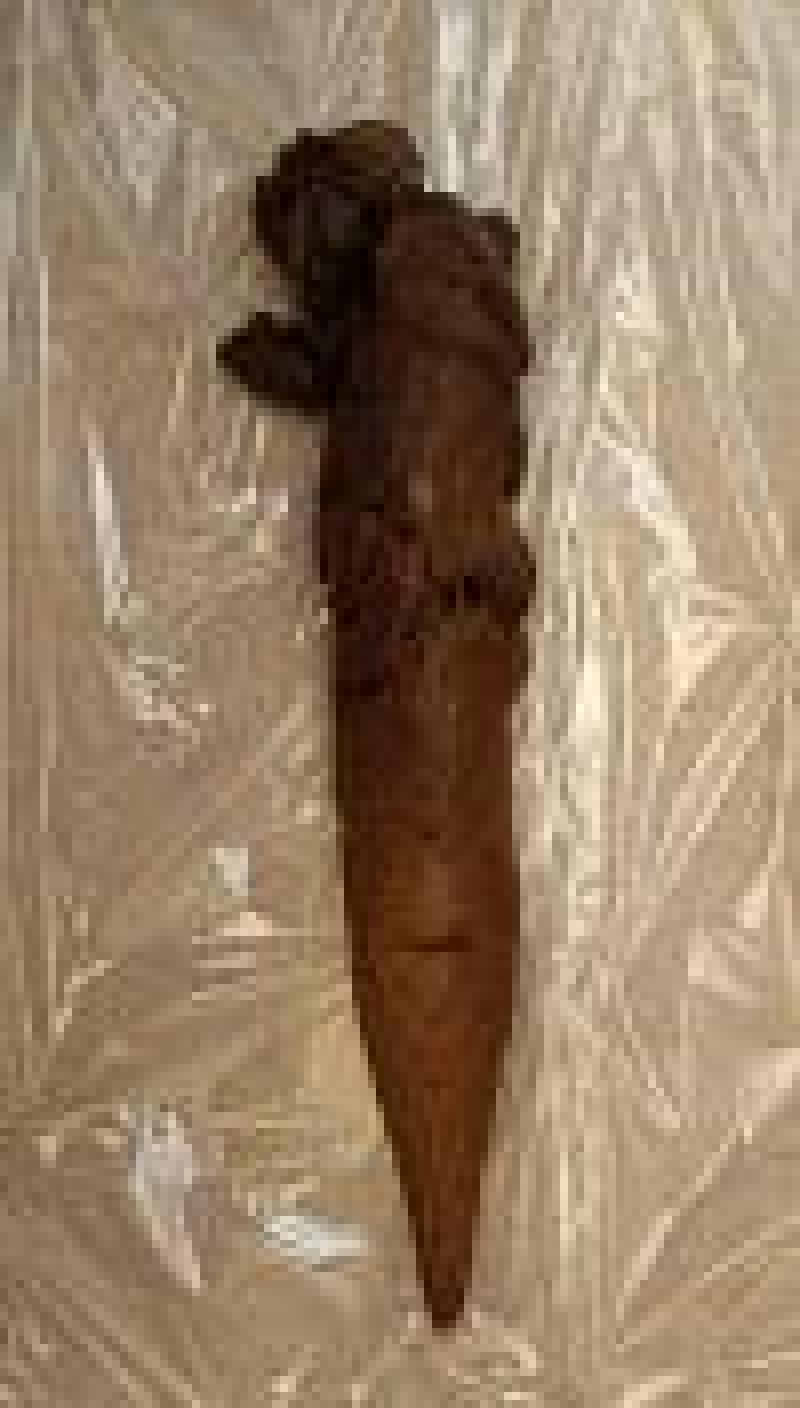 出品者名-写真-1